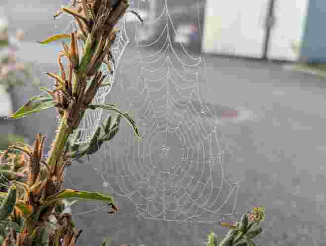 Wunder der Natur