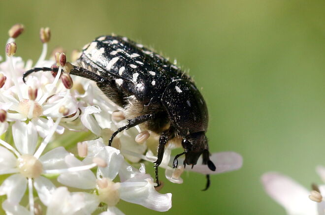 "Trauer Rosenkäfer"