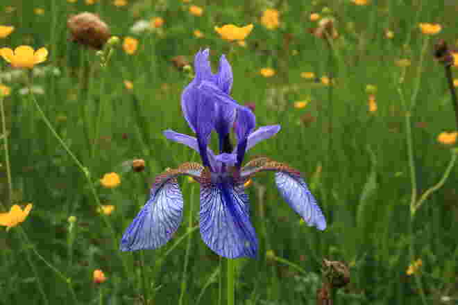 Blaue Iris