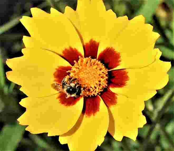 Blumenblick