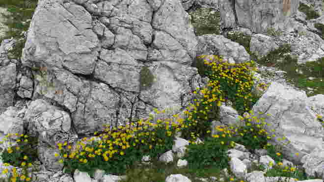 Blumen an den Schützengräben (6)