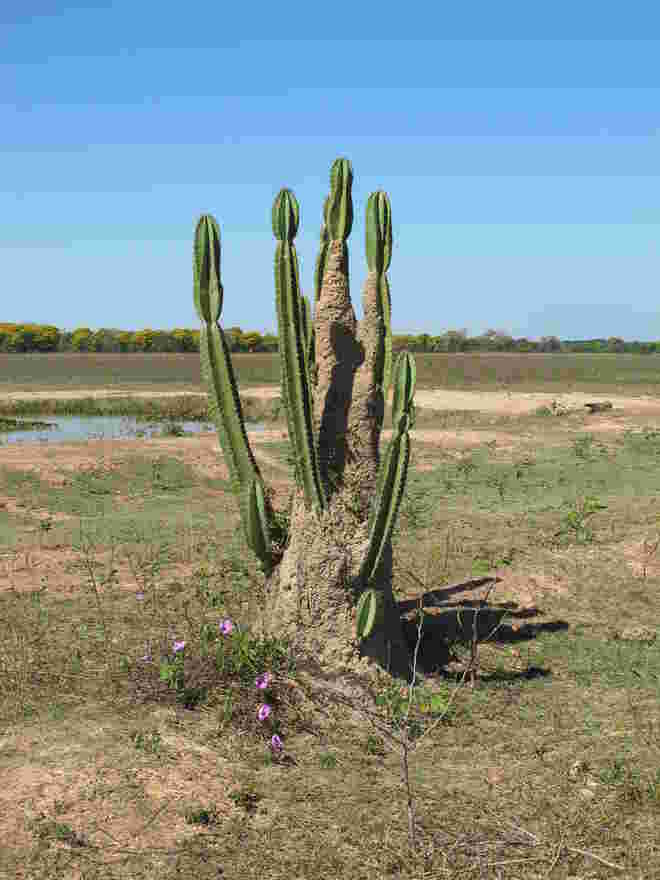 Architektur der Natur