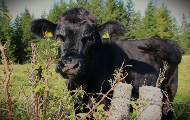 Gar nicht so klimaböse.....