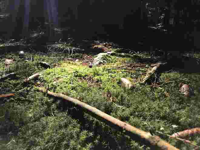 Waldmystik
