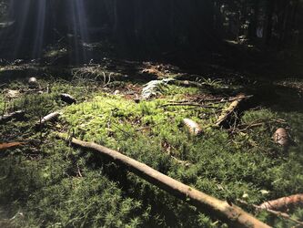 Waldmystik