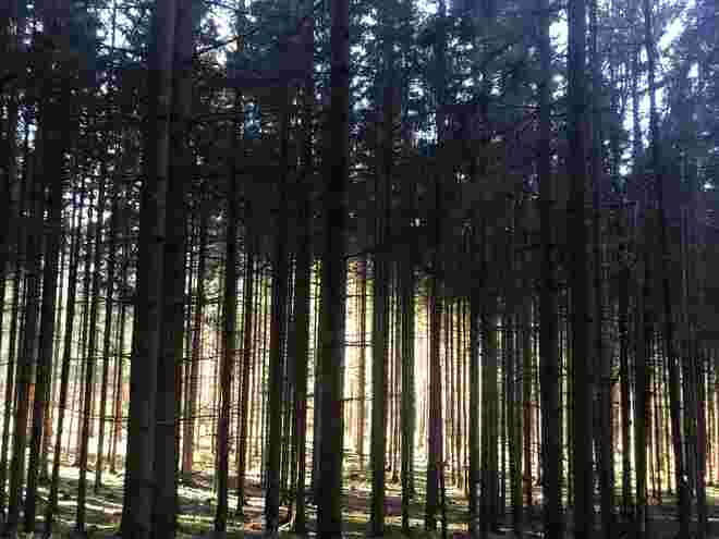 Waldlicht