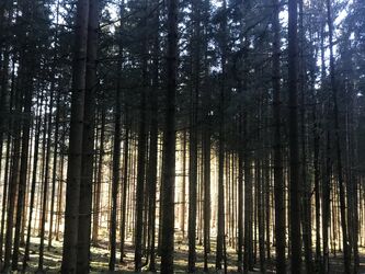 Waldlicht