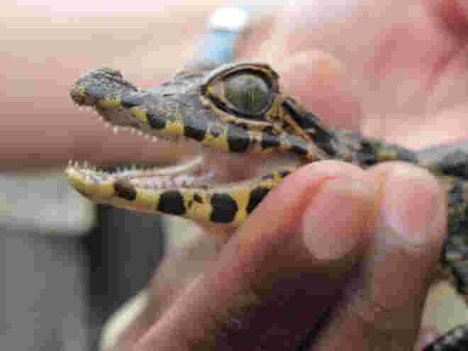 Putziges Tierchen
