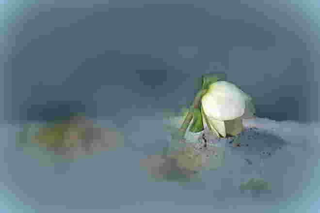 Schneerose