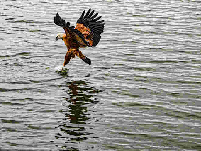 Seeadler greift Beute