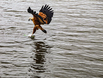 Seeadler greift Beute