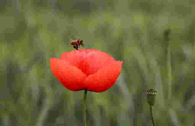 Mohnblume in einem Getreidefeld