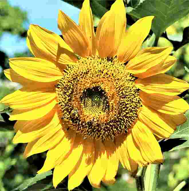 Hab Sonne im Herzen