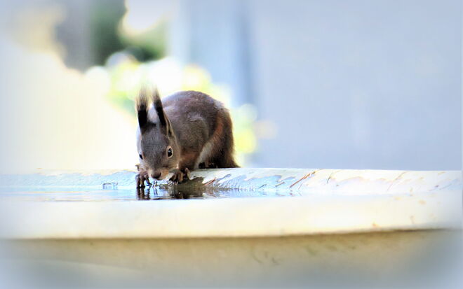 Auch Eichkätzchen sind durstig