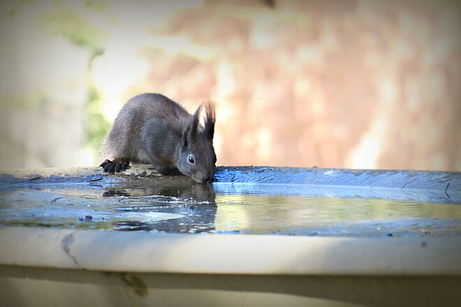 Auch Eichkätzchen sind durstig