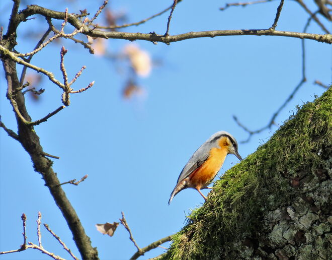 Kleiber  - Moos für Nestbau