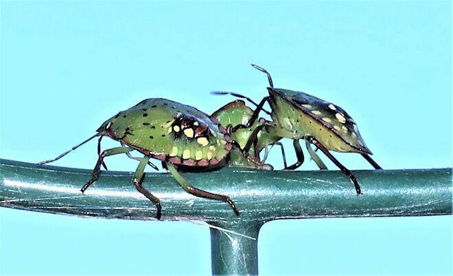 Verkehrsstau am Gartenzaun