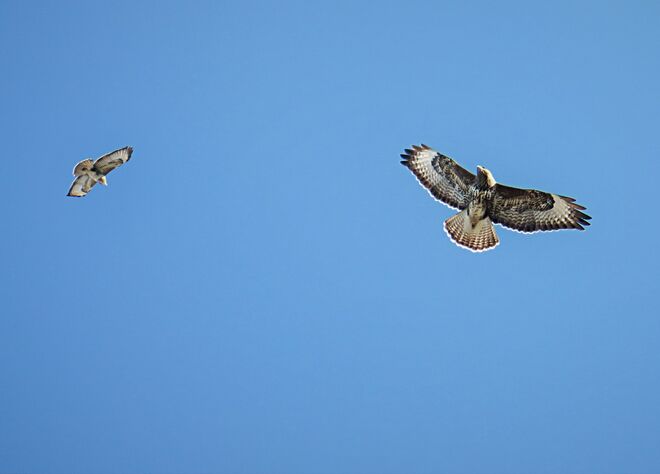 Bussarde beim Balzflug