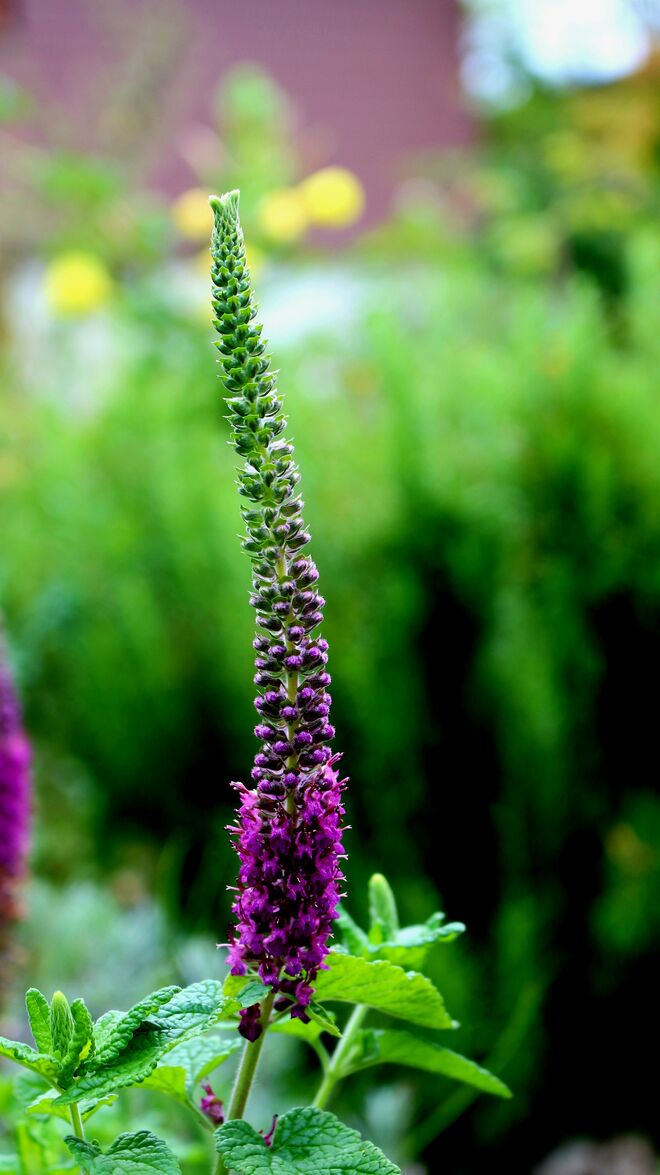 Violette Königskerze?