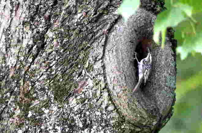 Baumläufer im Schlosspark von Kleßheim