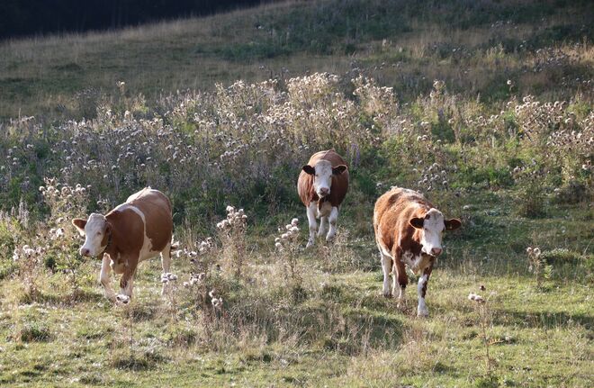 Am Abend werden sie wieder munter....