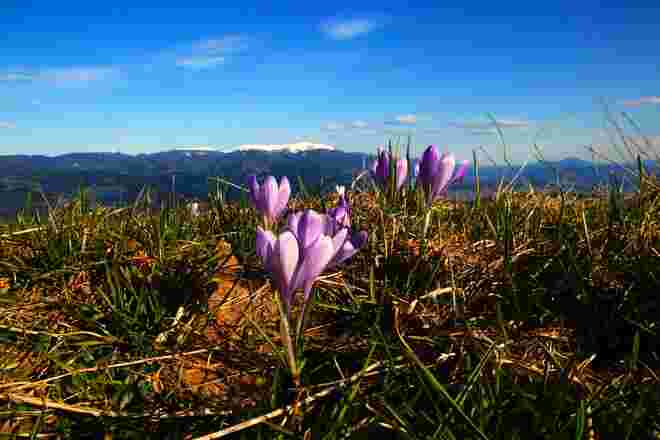 Der Frühling wagt sich in die Höhen vor