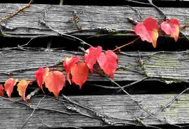 Herbstfarben