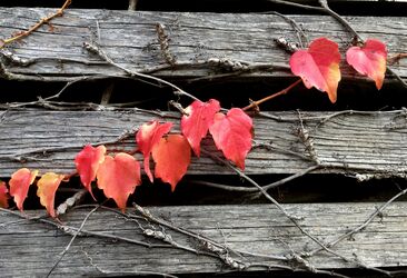 Herbstfarben