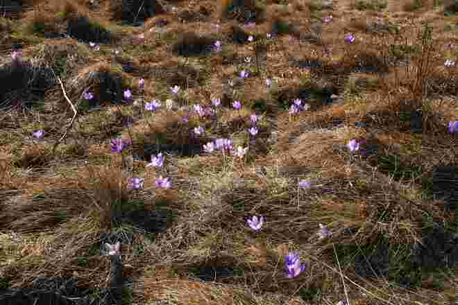 Winzige Krokusse auf der Almwiese