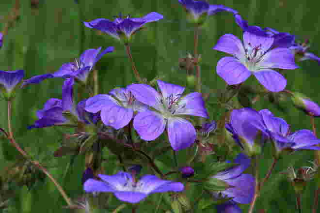 Storchenschnabel in voller Blüte
