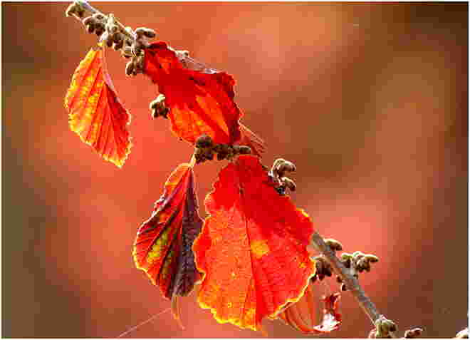 * Herbstlicht *