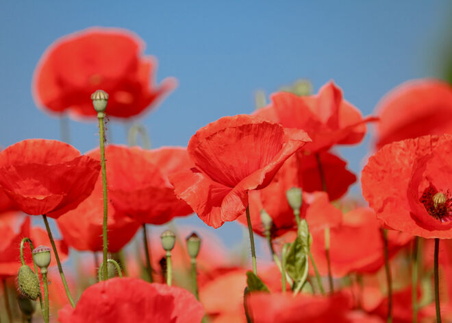 fröhliche Sommerzeit...
