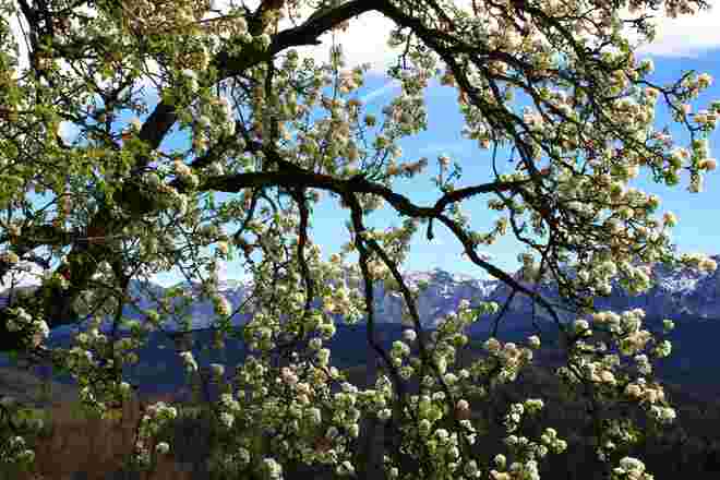 Apfelblüte