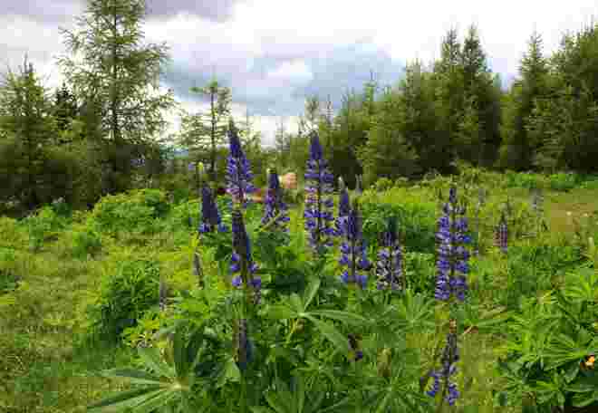 Blühende Lupinen am Waldrand