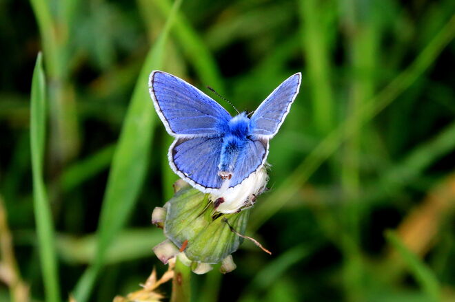 Leuchtender Bläuling am verblühten Löwenzahn
