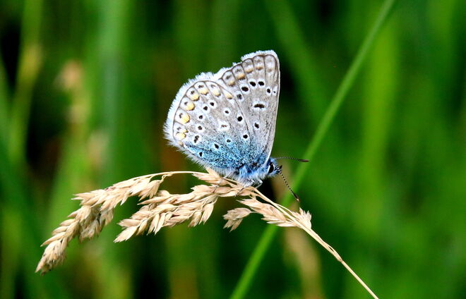 Bläuling im Profil