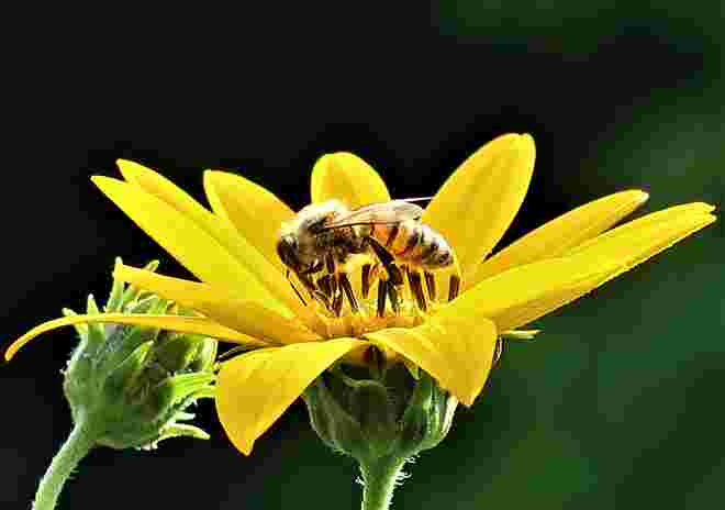 Blumenbild mit Geflügel