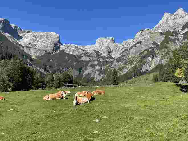 Kuhrast inmitten der Berge