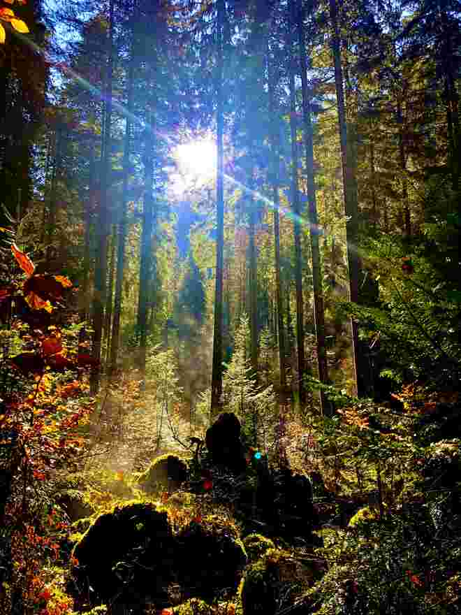 Herbstlicht