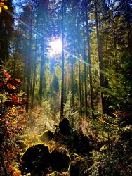 Herbstlicht