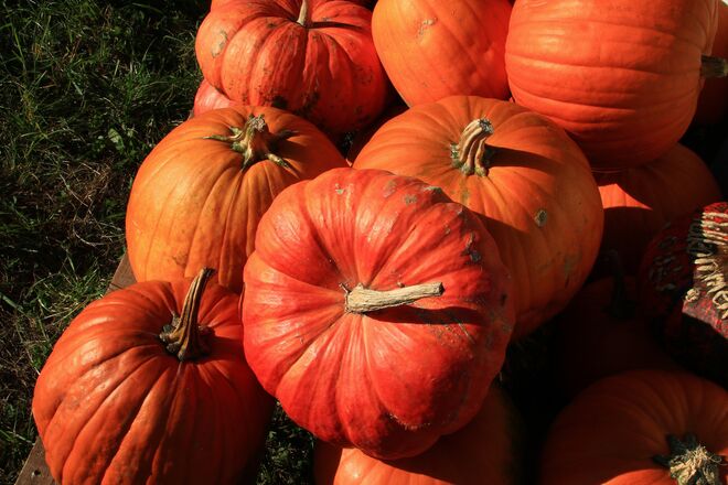 Es ist Kürbiszeit....