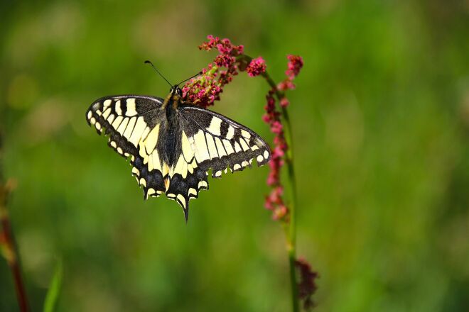 Ein Schwalbenschwanz