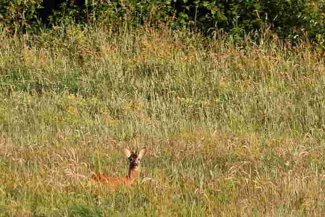 Am Waldrand 