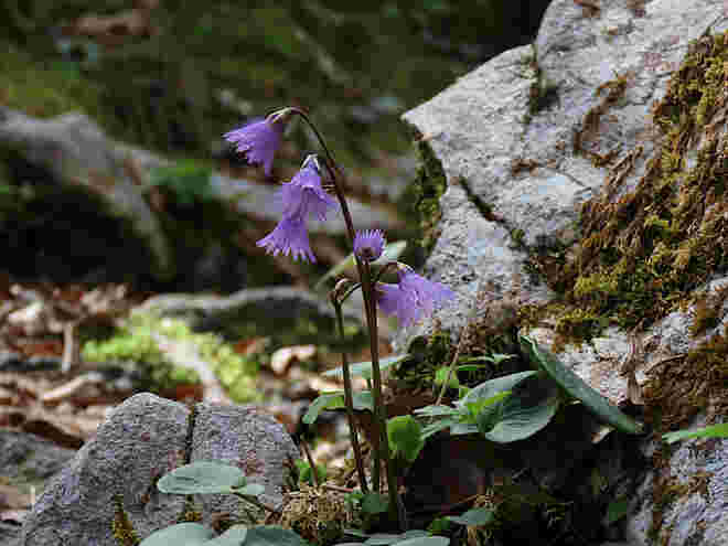 Soldanellen