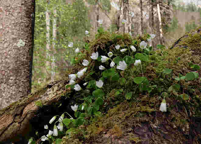 Waldsauerklee