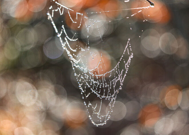 Ein schönes Netzwerk...