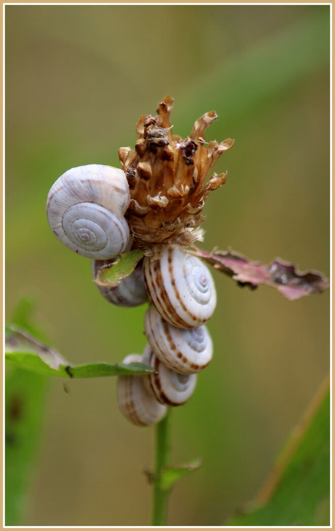 Schnecken die in der Sonne schlafen