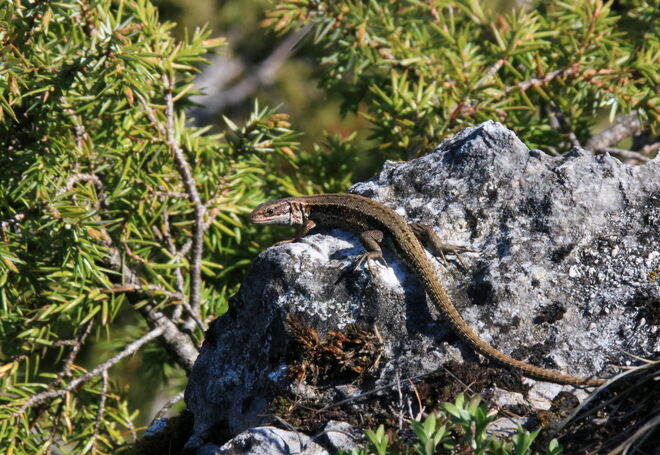 Kleiner Drache beim Wacholder