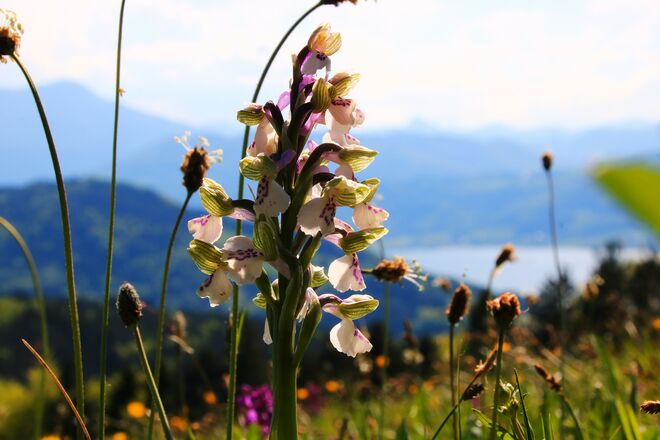 Knabenkraut in der Blumenwiese