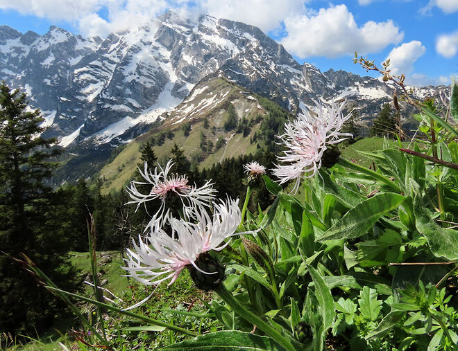 Bergflockenblumen in Weiß